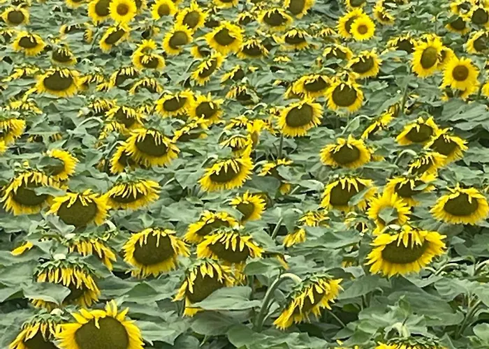 Sky * 레스타르티트